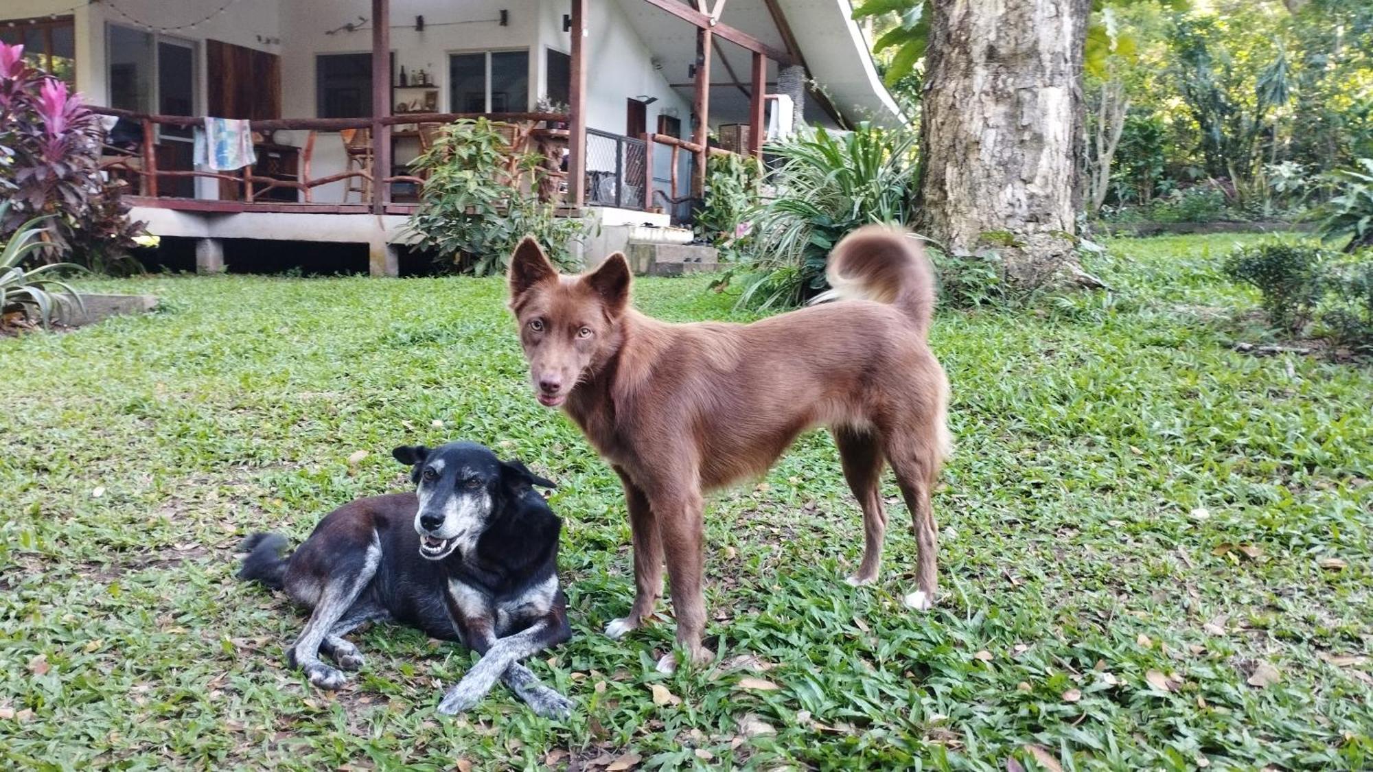 Acacia'S Cottages With Starlink Wifi Mambajao Buitenkant foto