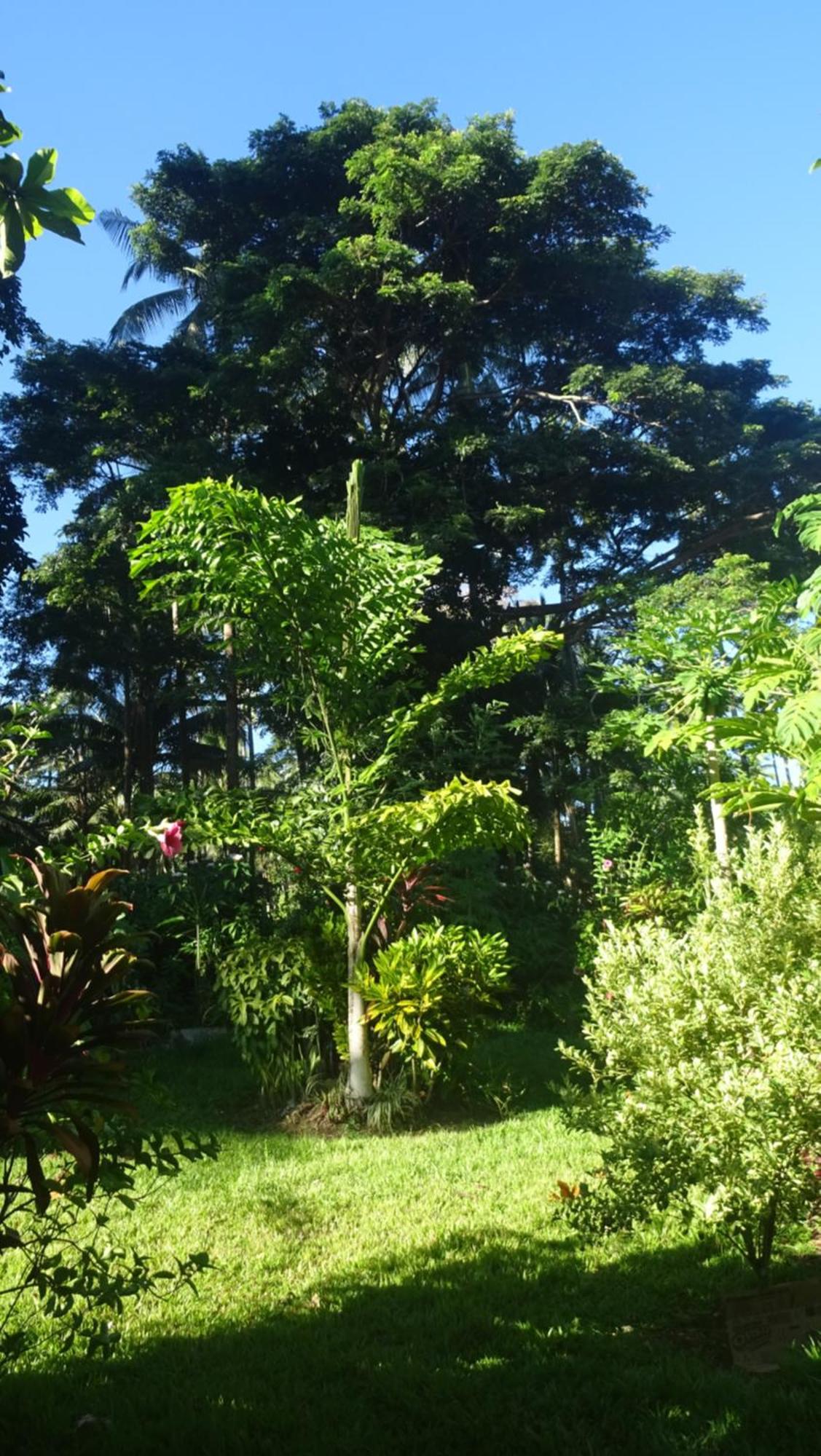 Acacia'S Cottages With Starlink Wifi Mambajao Buitenkant foto